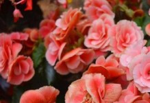 海棠开花季节及开花时间（探寻海棠花的盛开之美）
