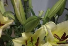 百合花水养技巧（百合花的水养方法和注意事项）