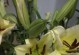 百合花水养技巧（百合花的水养方法和注意事项）