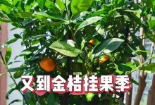 金桔怎么养？家庭养法详解！