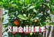 金桔怎么养？家庭养法详解！