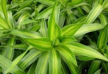 百合竹风水大揭秘（让家居生机勃勃的绿植也成为好运气的代表）