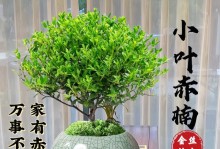 探究金丝楠木的生态环境和物理特征，以及其在工艺品、建筑材料等领域的应用