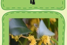 赏析中国文化之桂花（品味桂花的香气与韵味）