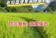 水稻肥料的选择与施用（为你详解水稻肥料的种类与使用技巧）