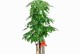 步步高树的理想种植场所（选择最适合生长环境，让步步高树健康成长）