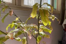 茉莉花冬天叶子发黄的原因及解决方法（茉莉花冬季叶片黄化现象的探究与应对策略）