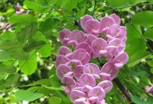 如何让富贵树茂盛生长？（掌握富贵树养殖技巧，让其生机盎然！）