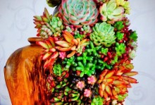 夏季多肉开花的秘密与方法（掌握关键技巧，让多肉在夏季绽放花海）