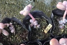 如何正确选择和使用种植土壤（探讨以土搭配“桃蛋”种植的方法，让你的植物茁壮成长）