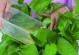 红茶能否浇在绿萝上？（探讨红茶浇水对绿萝的影响及注意事项）