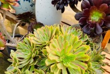 多肉法师怎么养？-手把手教你养好多肉植物！