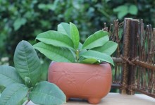 红陶盆的植物种植指南（选择适合红陶盆的植物，让生活更美好）