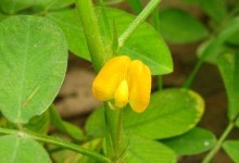 花生生长周期全解析（掌握花生开花结果季节，助你丰收得益）
