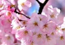 桃花的美丽与特点（探寻桃花的花语、颜色和形态）