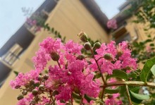 幸运花的花语（探究幸运花所代表的吉祥含义）