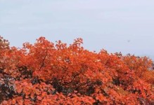 枫叶与红叶——秋季常见的两种植物（探寻枫叶与红叶的区别及特点）