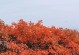 枫叶与红叶——秋季常见的两种植物（探寻枫叶与红叶的区别及特点）