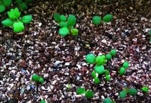 草莓种子的最佳播种时间（选择适宜的季节，助力草莓丰收）