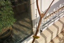 盆栽腊梅的种植与养护（盆栽腊梅的上盆时间和注意事项）