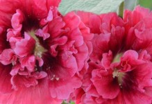 花环菊的生长特点与栽培技巧（掌握多年生花卉种植的秘密）