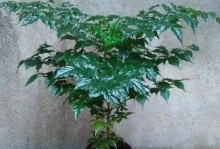 绿宝树开花时间及周期详解（探秘绿宝树开花的奥秘，了解其生长规律与繁殖方式）