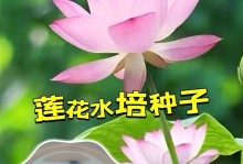 荷花种子的成长之路（探秘荷花种子的萌发过程和繁殖方式）