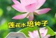 荷花种子的成长之路（探秘荷花种子的萌发过程和繁殖方式）