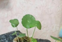 铜钱草土养的技巧与方法（打造爆盆效果的秘诀分享）