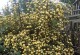 黄木香的开花时间（探究黄木香开花的季节和特点）