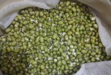 绿豆生芽能吃吗？（营养丰富的绿豆芽与食用方法。）