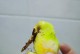 芒果籽可以种吗？（探究芒果籽的种植条件和方法）