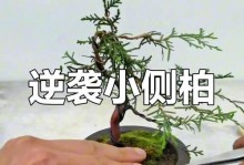 侧柏盆景的栽培技术（打造自然之美，从侧柏盆景开始）