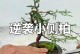 侧柏盆景的栽培技术（打造自然之美，从侧柏盆景开始）