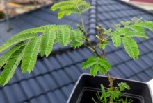 家门口种凤凰树，让生活更有灵气（凤凰树的种植、养护、繁殖、喜好及效益）