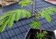 家门口种凤凰树，让生活更有灵气（凤凰树的种植、养护、繁殖、喜好及效益）