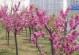 红叶碧桃花期及观赏技巧（春日赏花好时光，红叶碧桃花欲绽；如何欣赏最美花景？）