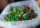 如何种植凤仙花？（详细讲解凤仙花种子的选购、育苗、管理和繁殖）