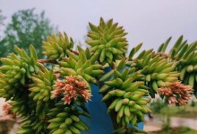 千佛手的分株繁殖与技巧（探秘千佛手如何进行分株繁殖，解析成功的关键技巧）