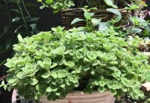 多肉碰碰香的养护技巧（打造一盆繁茂的小型多肉植物）