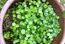 水中养花的方法与技巧（探索水中养花的奥秘，打造独特的花园）