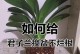 君子兰的移盆技巧（打造健康君子兰，从正确的移盆开始）
