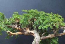 红豆杉养殖全攻略（从选地到管理一网打尽，助你成功种植红豆杉）