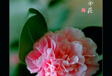 茶花的开花周期剖析（茶花一年开花几次？开花持续多久？如何照顾茶花才能更好地开花？）