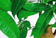 如何用适合的土种植发财树？（发财树的养护与土壤选择）