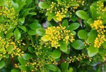米兰能否浇白糖水？（探讨米兰的独特美食文化以及白糖水的适用性）