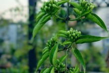 炮竹花种植指南（如何成功种植和照料炮竹花）