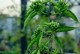炮竹花种植指南（如何成功种植和照料炮竹花）