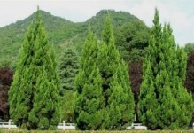 探究山影拳的植物分类（裸子植物中的山影拳）