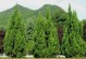 探究山影拳的植物分类（裸子植物中的山影拳）